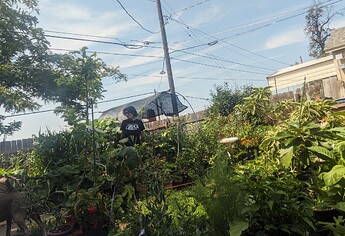 IMG_20240815_053032_665