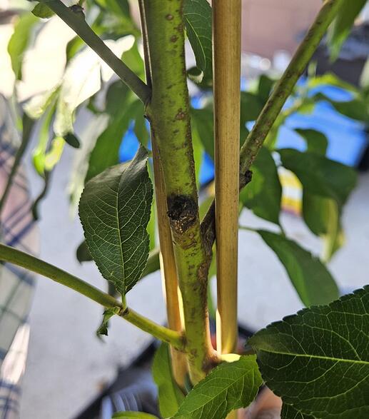 20240514 isitcanker1