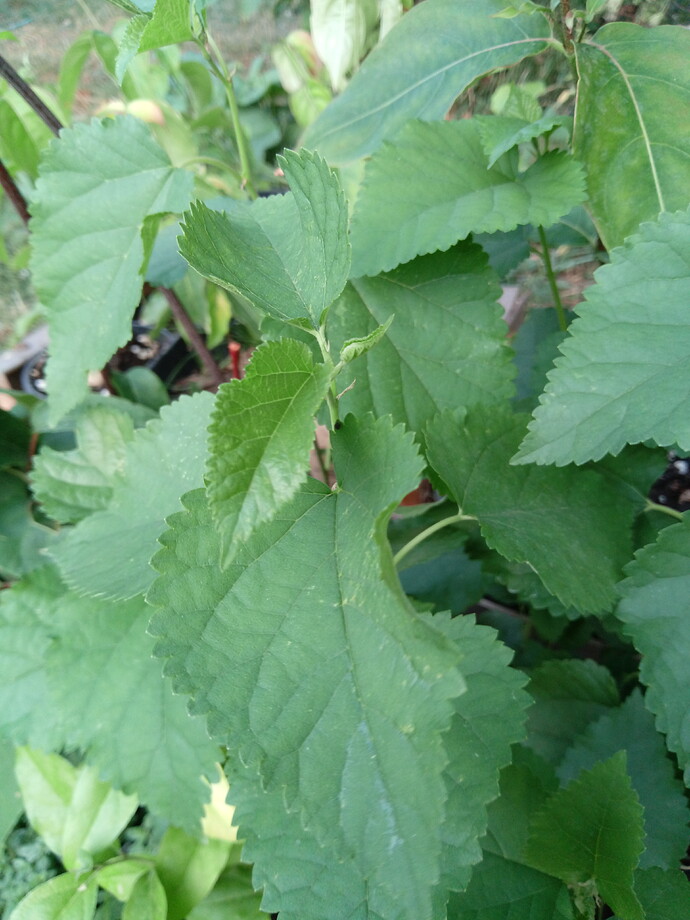 IMG_20240907_182720_157