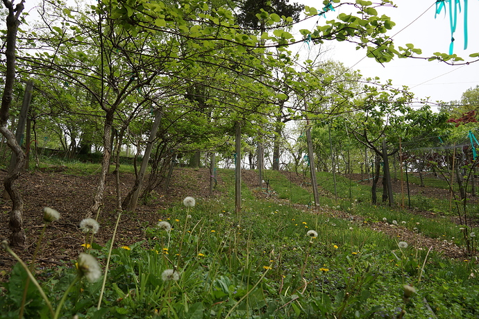 DSC08117