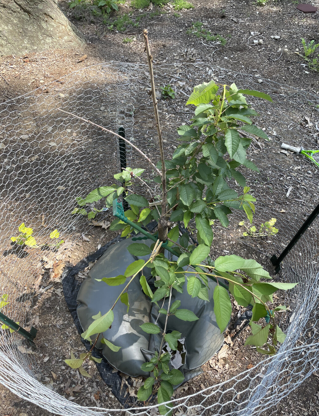 Other tree training techniques spreading, bending, notching, girdling