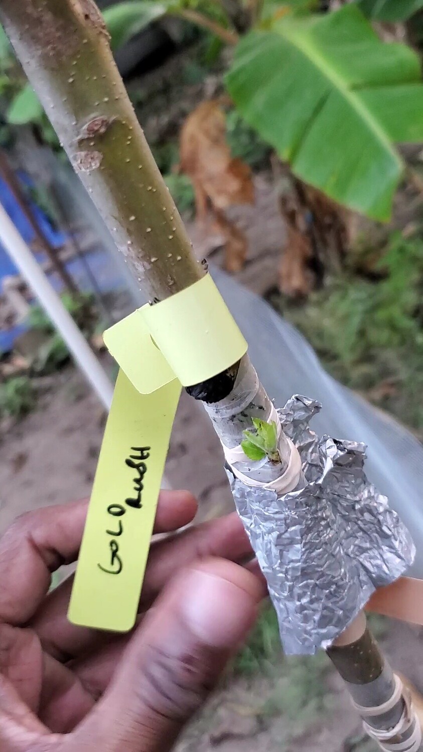 Grafting Apples Trees in Jamaica General Fruit Growing Growing Fruit