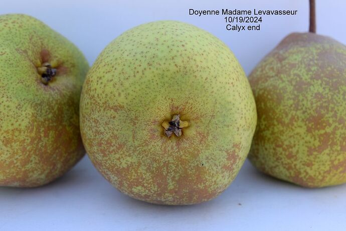 Doyenne Madame Levavasseau2RS