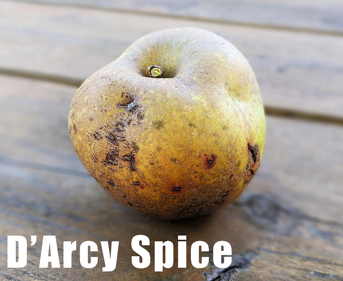 D'Arcy Spice