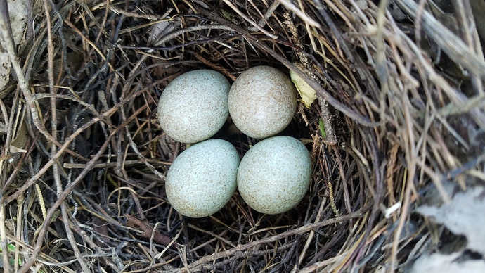 20180510_120649_resized