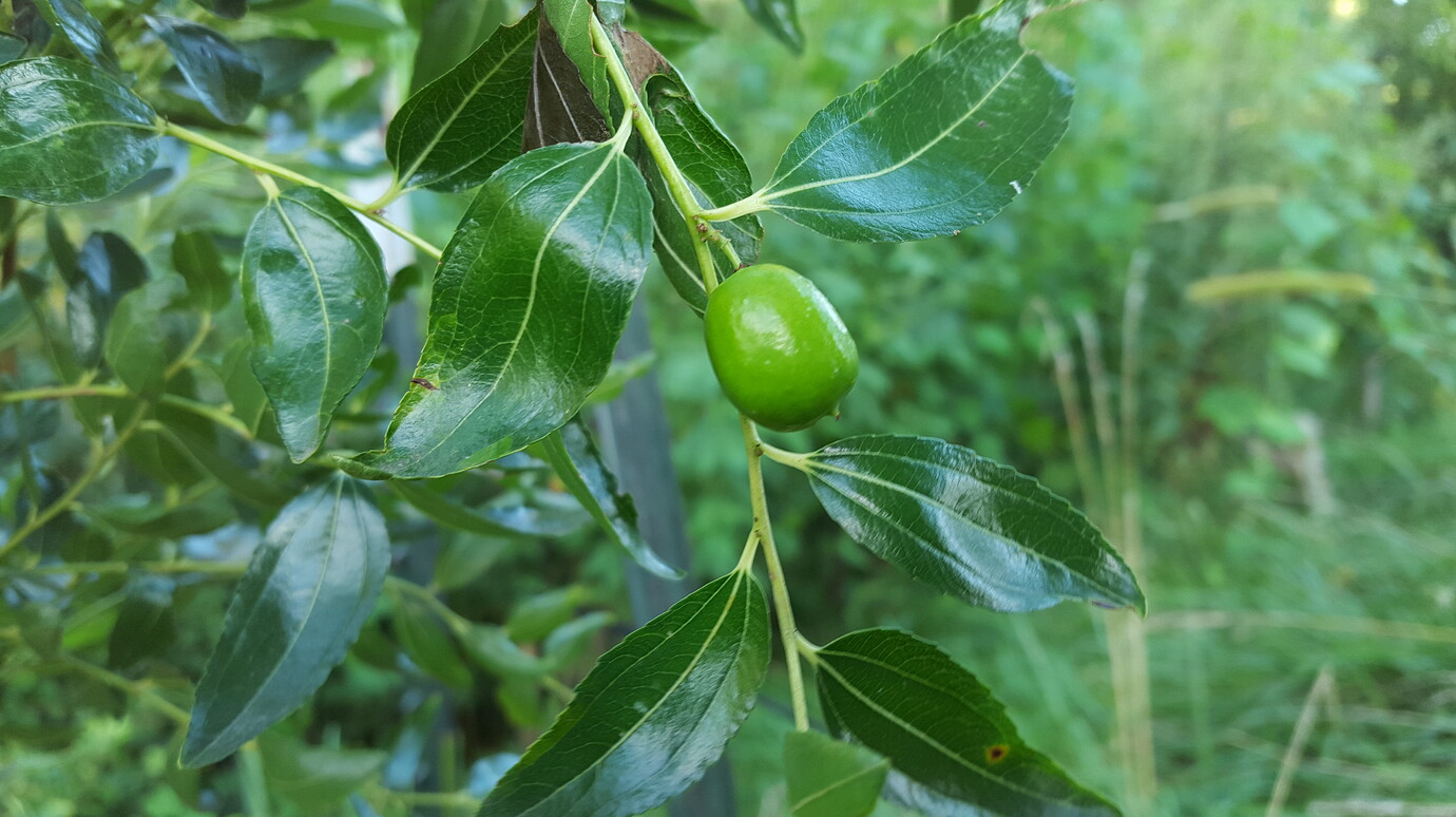 Honey jar Jujube decided to fruit General Gardening Growing Fruit