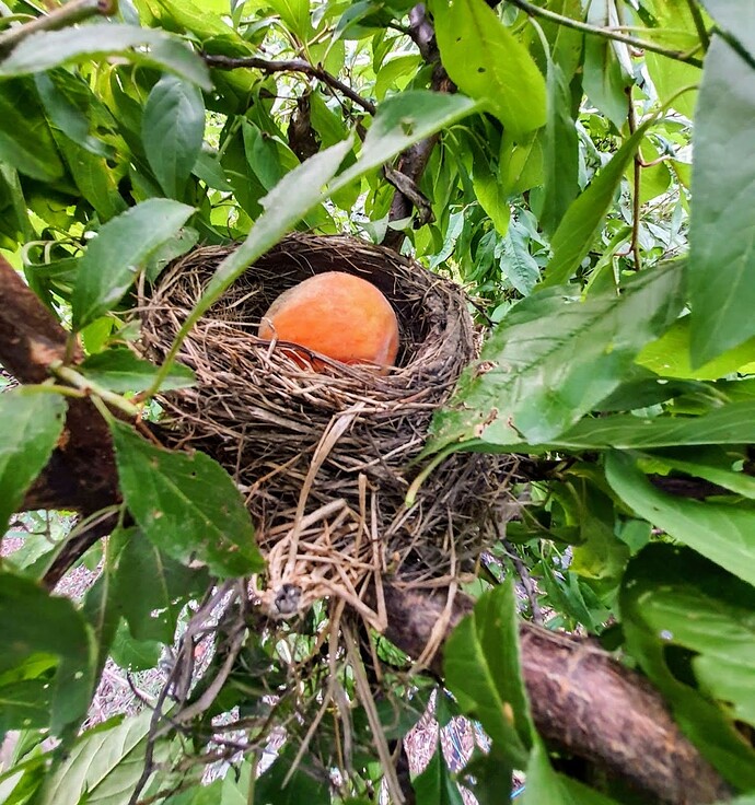 Nest 08-08-21