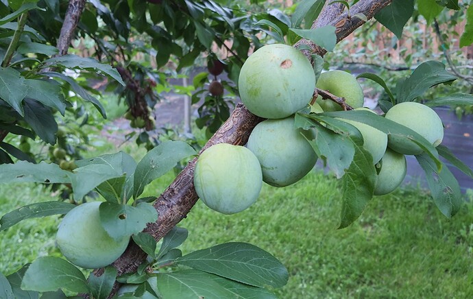 Plum 2  06-30-21