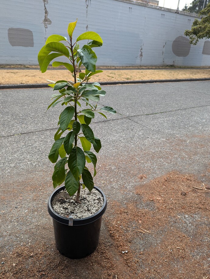 PXL_20240728_170547190