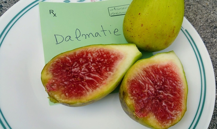 Dalmatie-2%2008-15-2019