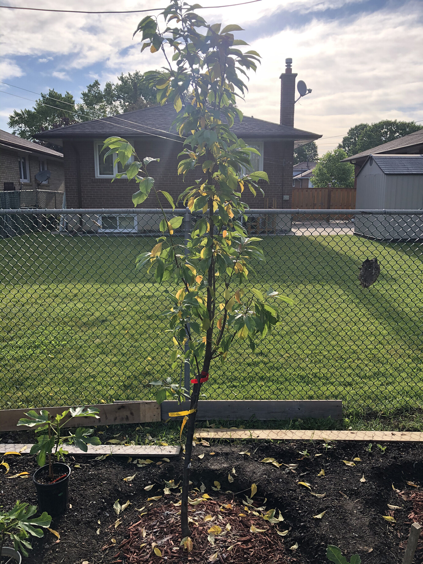 Is it too late to move my potted nadia plum and hardired nectarines in