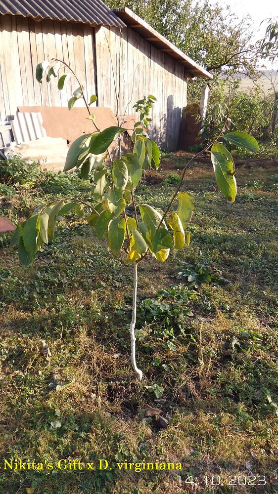 IMG_20231014_211106_517