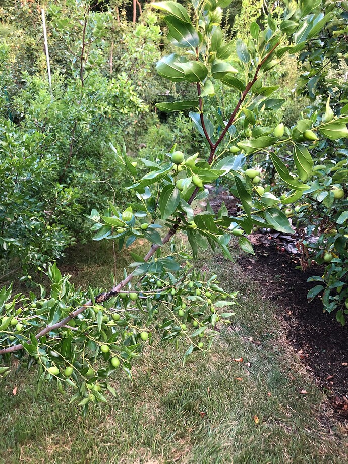 Honey_Jar_Confetti_08-09-2022