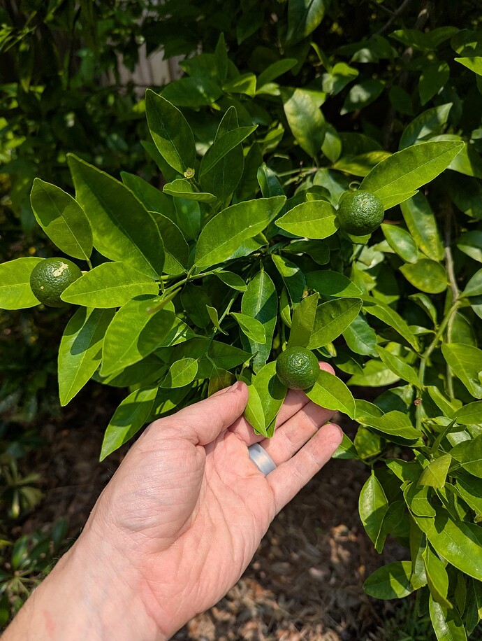 PXL_20250601_180849676