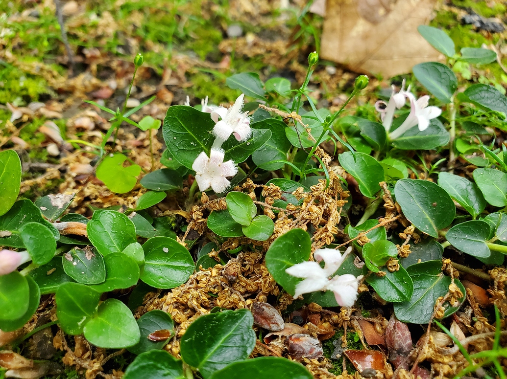 Shade loving, acid tolerant ground cover General Gardening Growing