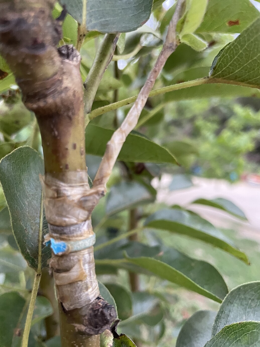Can you graft Quince to Euro Pears? (I know you can go viceversa