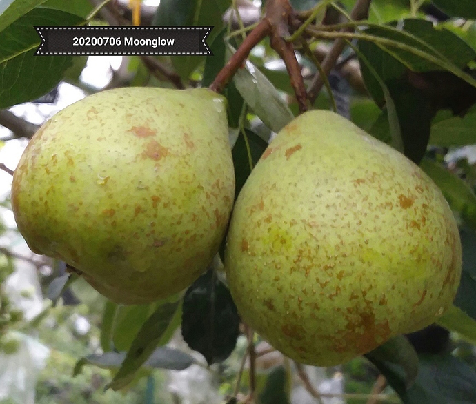 Moonglow%2020200706_093057