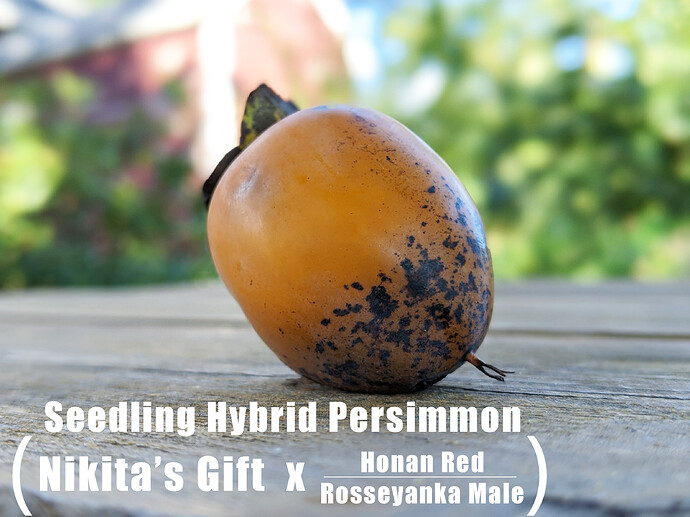 Seedling Hybrid Persimmon #2 pic2