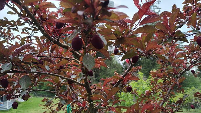 IMG_20250515_152631239_HDR