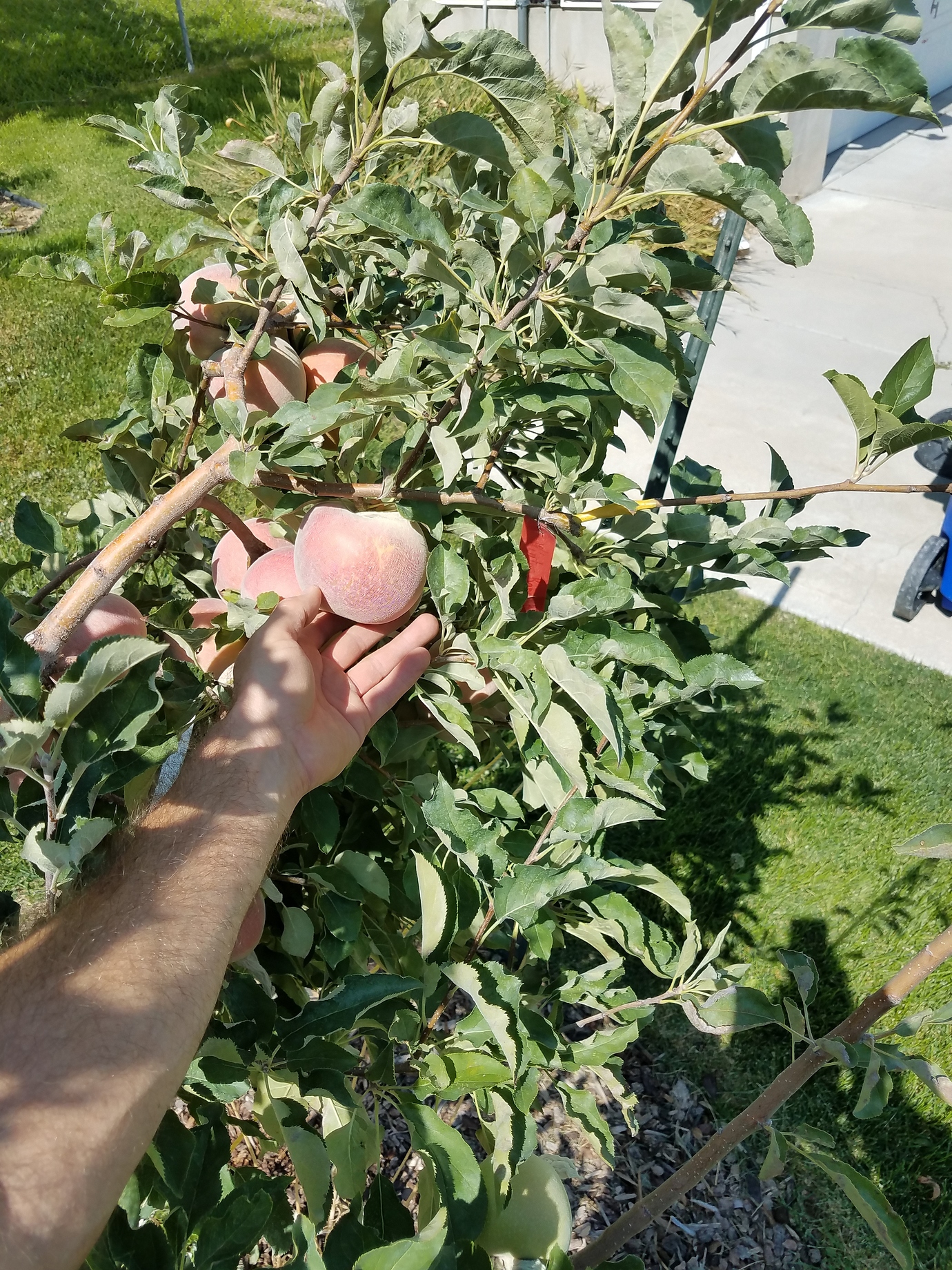 Loaded MultiGraft Apple Tree Pictures! Growing Fruit