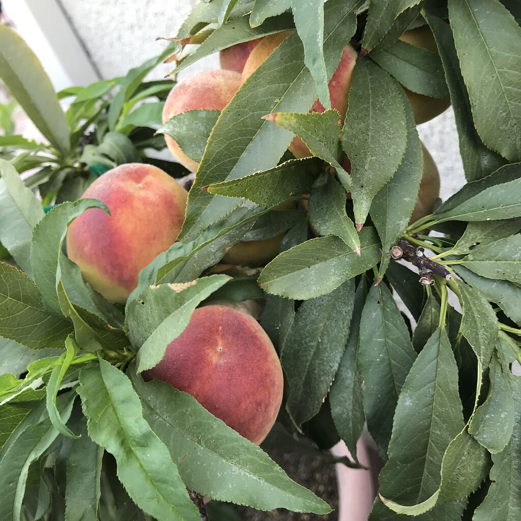 Dwarf Southern Peach excellent for container growing General Fruit