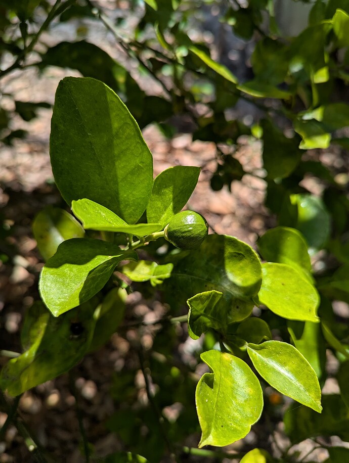 PXL_20250501_185351147