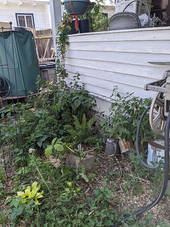 PXL_20240711_202603862