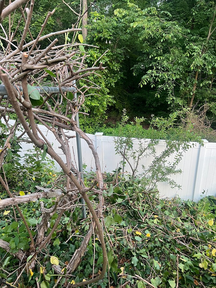 Kiwi_corner2_06-16-2024