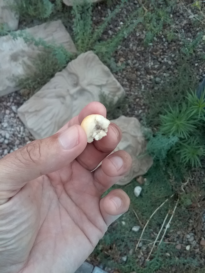 vegas%20cutie%20bitten