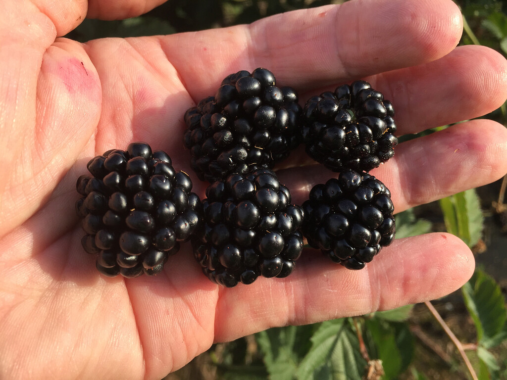 Ponca Blackberry General Fruit Growing Growing Fruit