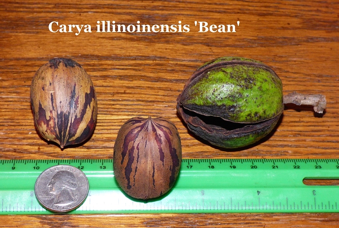 Carya%20illinoinensis%20'Bean'%20Fred%20Blankenship%20Cecilia%2C%20KY%20008
