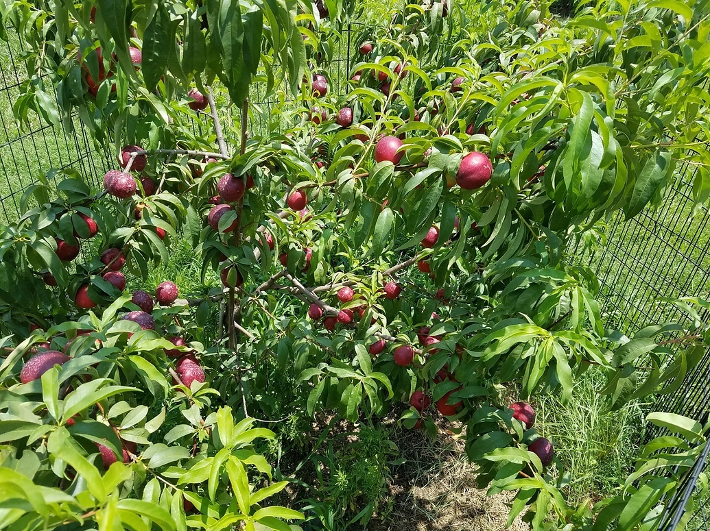 June Princess Nectarine General Fruit Growing Growing Fruit