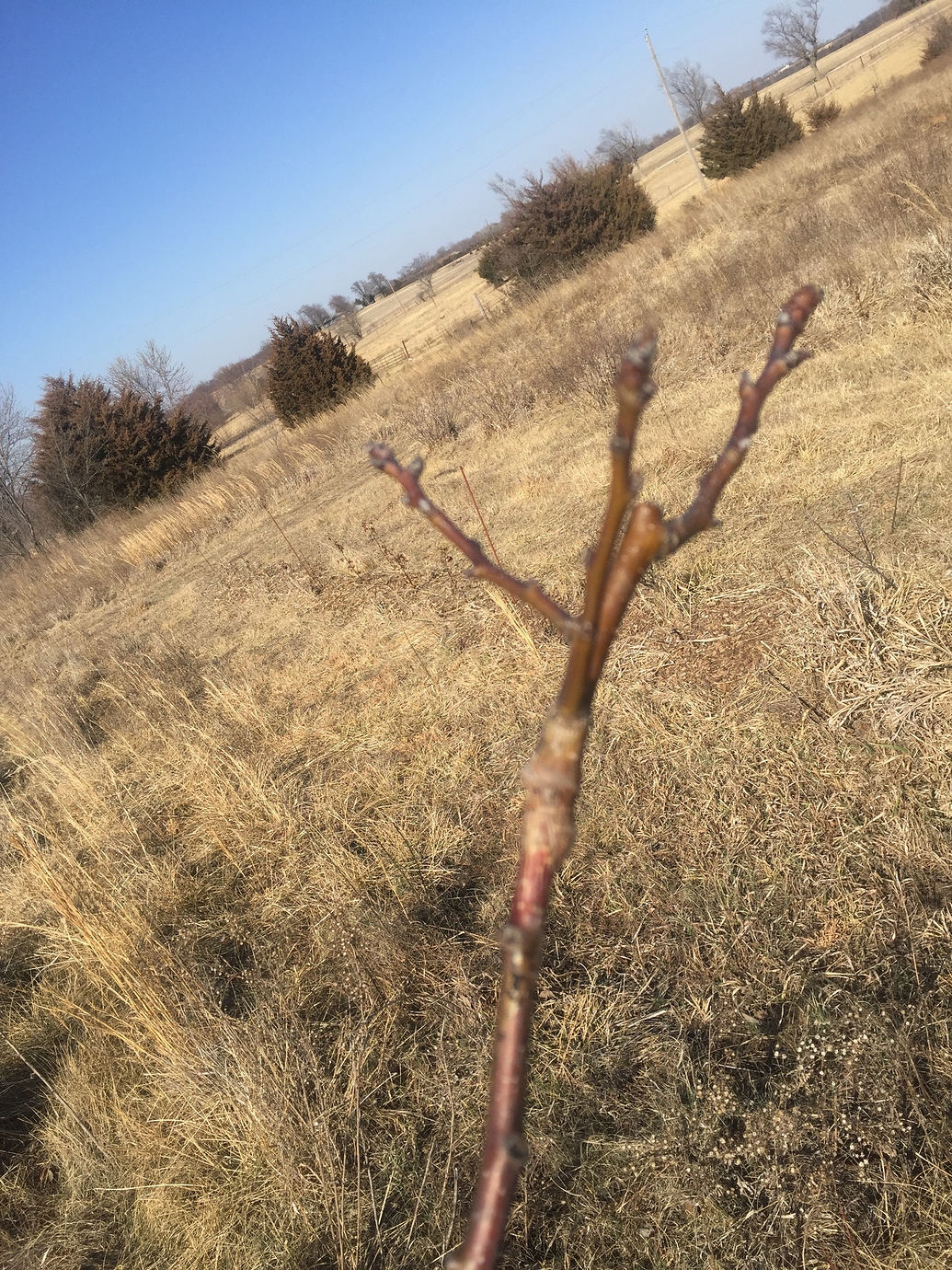 Field Graft unions General Fruit Growing Growing Fruit