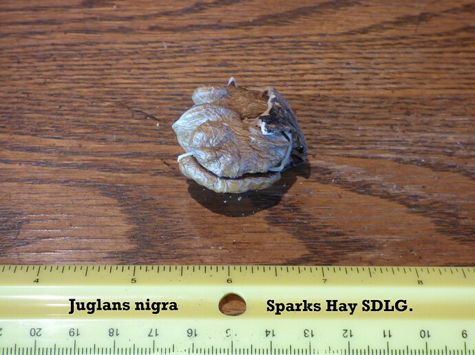 Sparks Hay SDLG 005