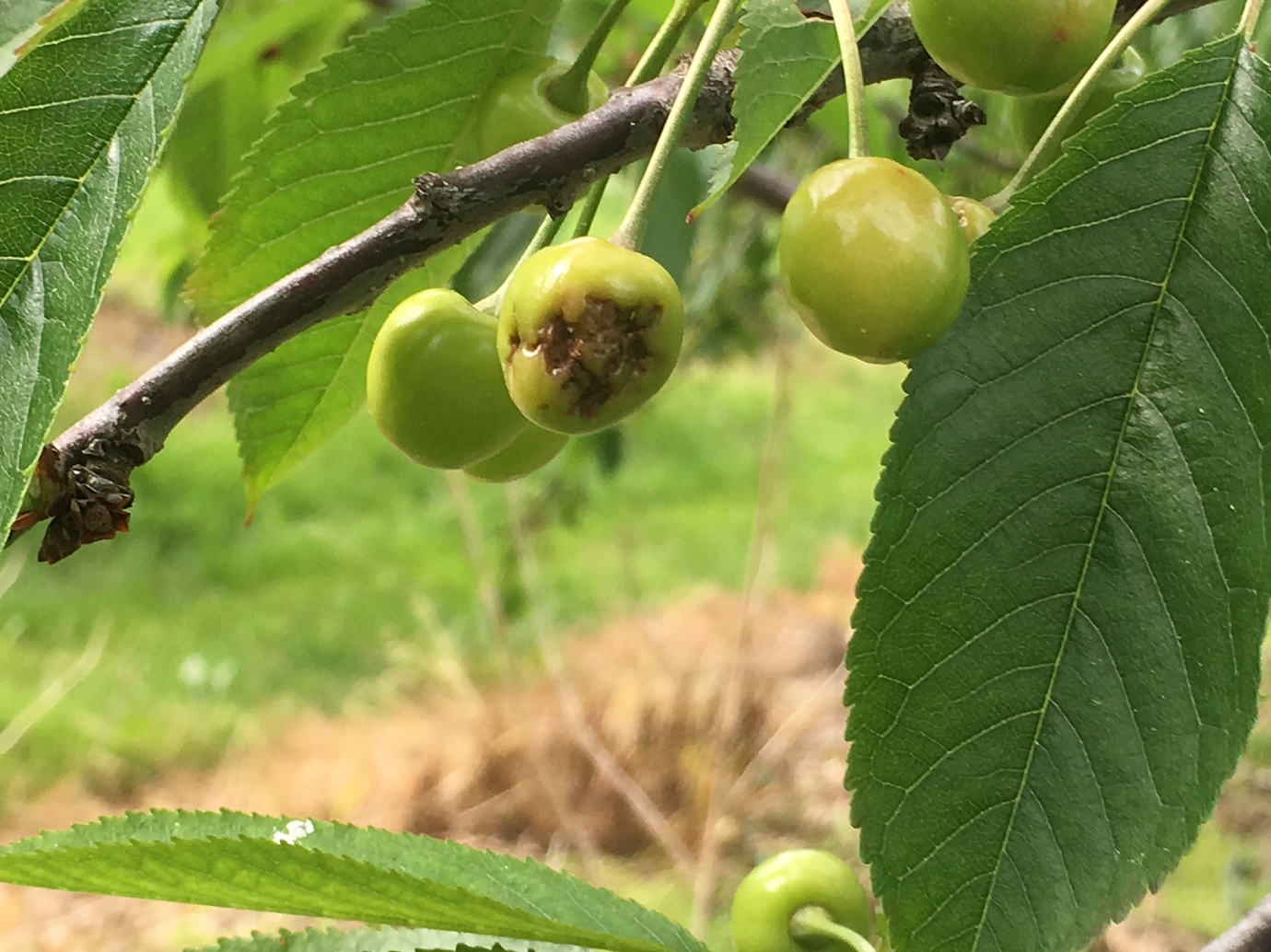 Cherry Damage, what causes this (pics) General Fruit Growing