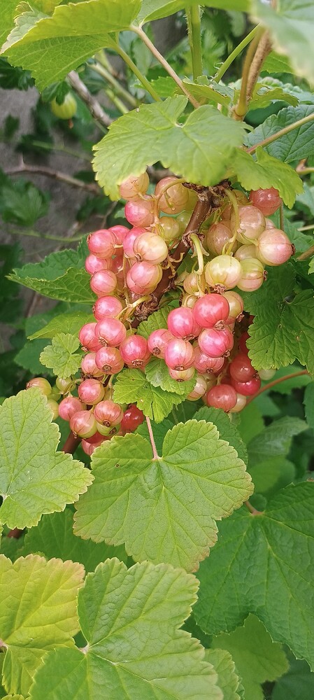 IMG_20250528_110046751