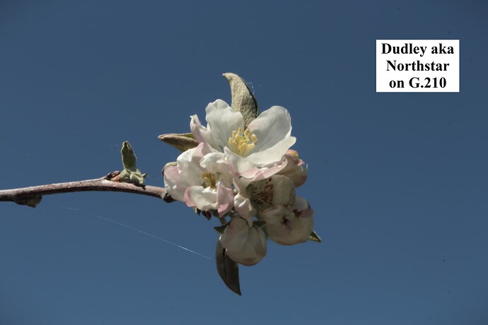 Dudley - Northstar