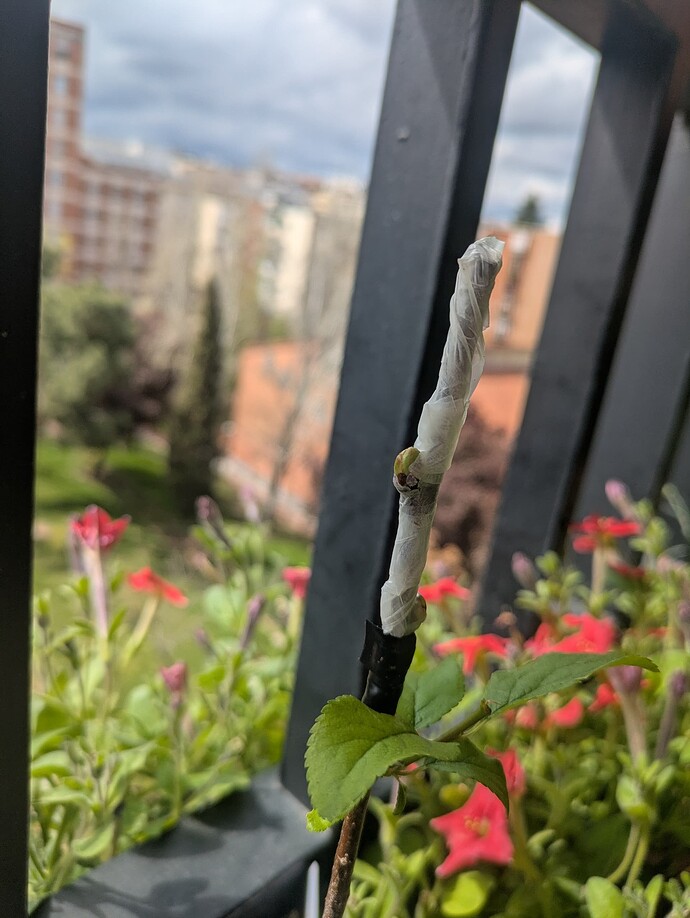 PXL_20250418_140011806.MP