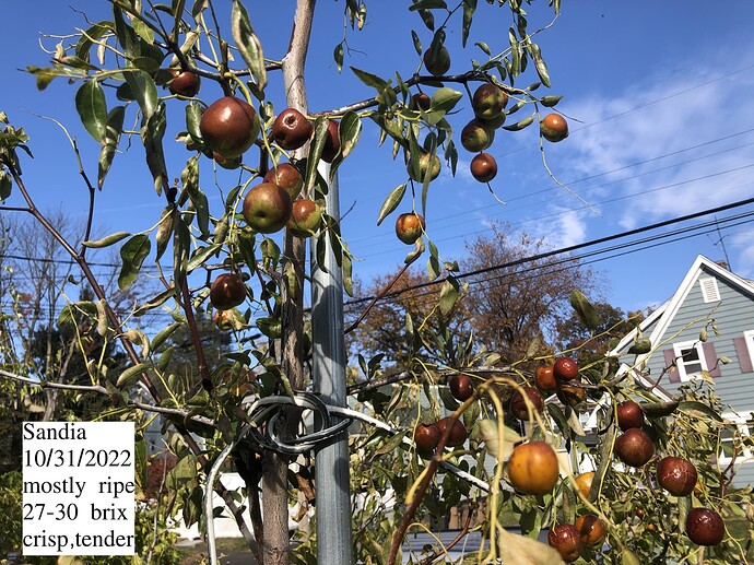 Sandia_ph_10-31-2022