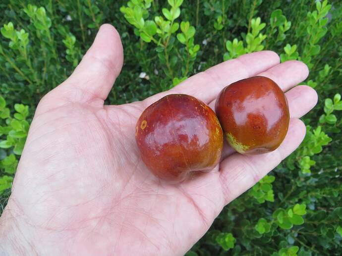 Big Melon jujube fruits
