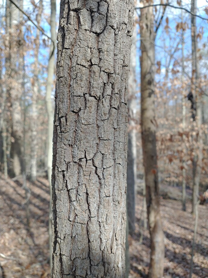 IMG_20240224_151746421