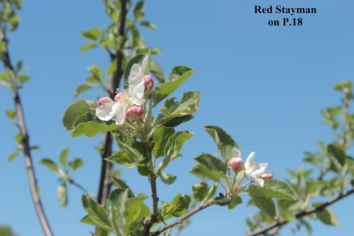 Red Stayman
