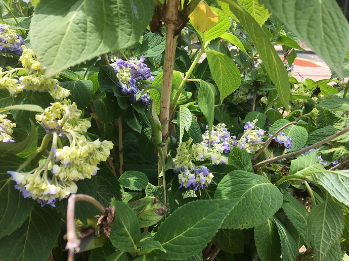 92DA73C2-752C-461C-9FEF-20DAEF970B2C