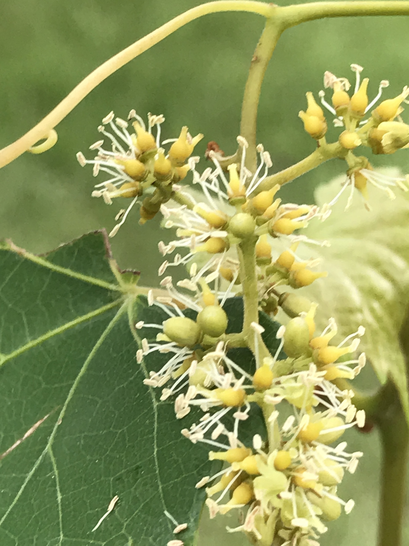 Muscadines know how to bloom General Fruit Growing Growing Fruit