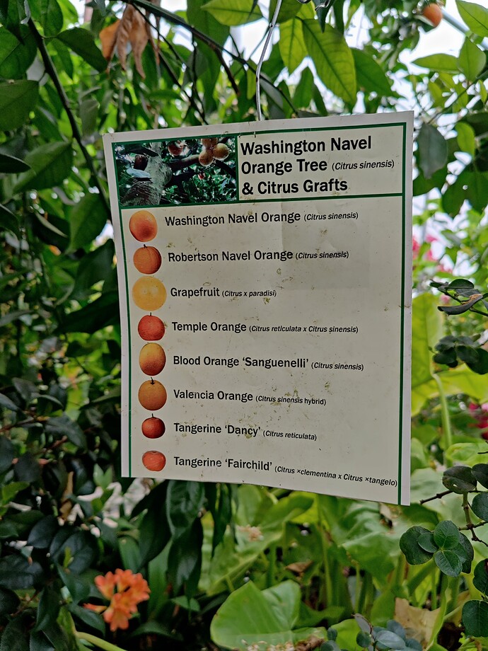 CitrusTreeGraftList