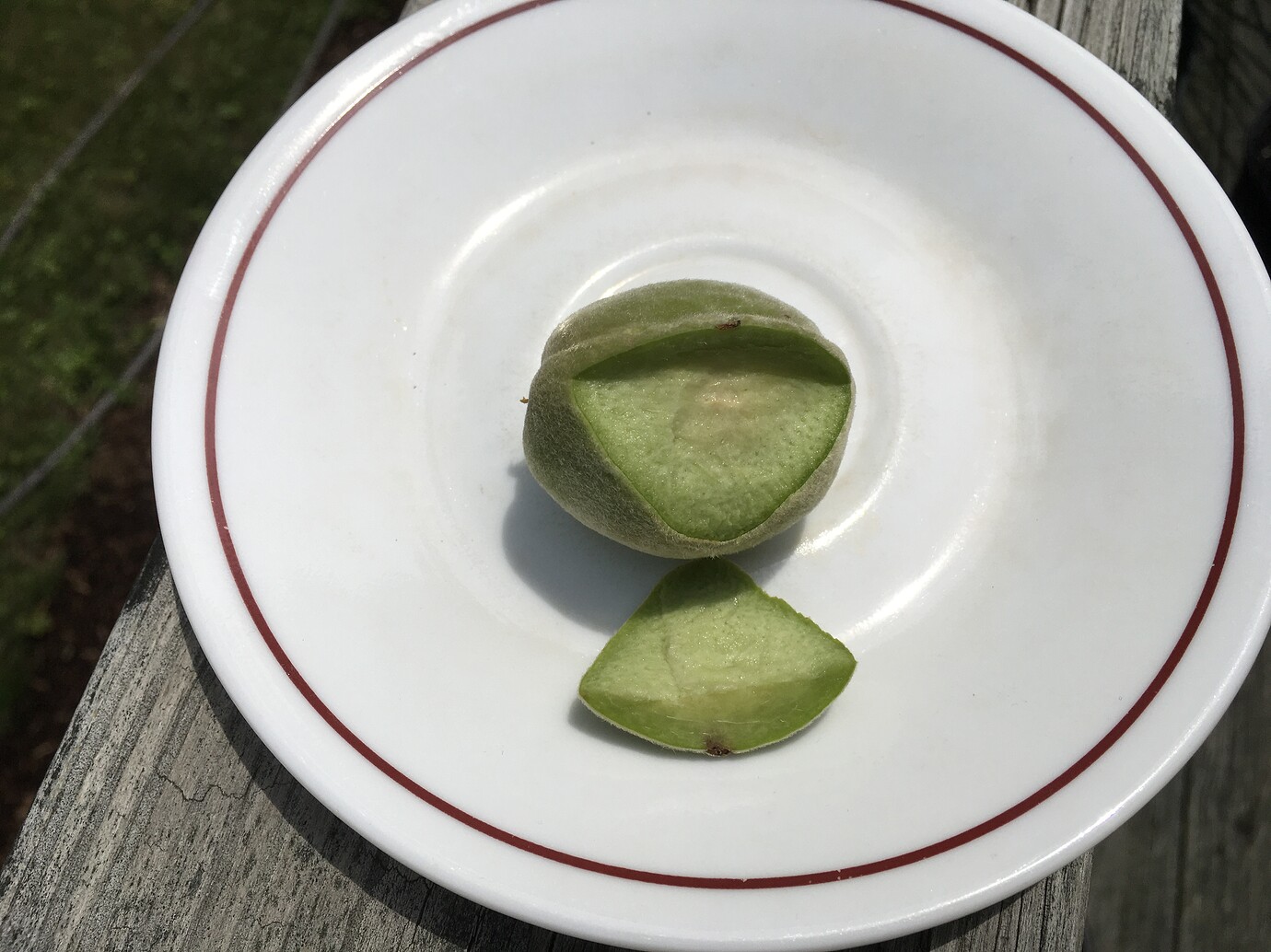 Peaches Oozing Clear Sap General Fruit Growing Growing Fruit