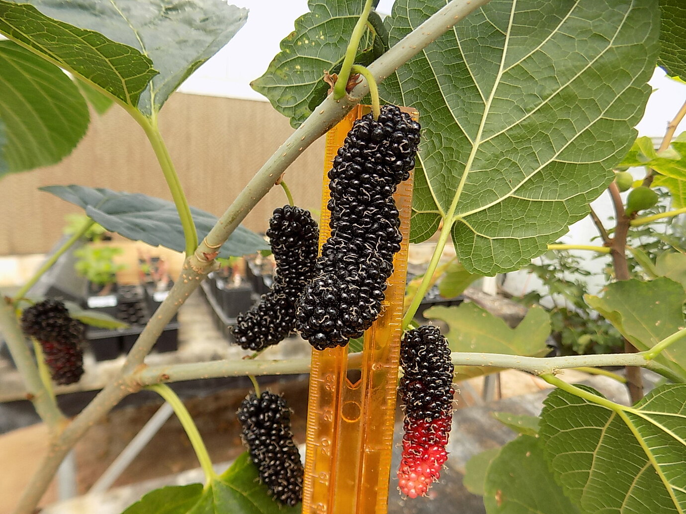 Siam Jumbo mulberry cutting to huge fruit in 5 months General Fruit