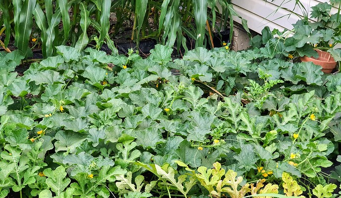 July 23,2021 Melons