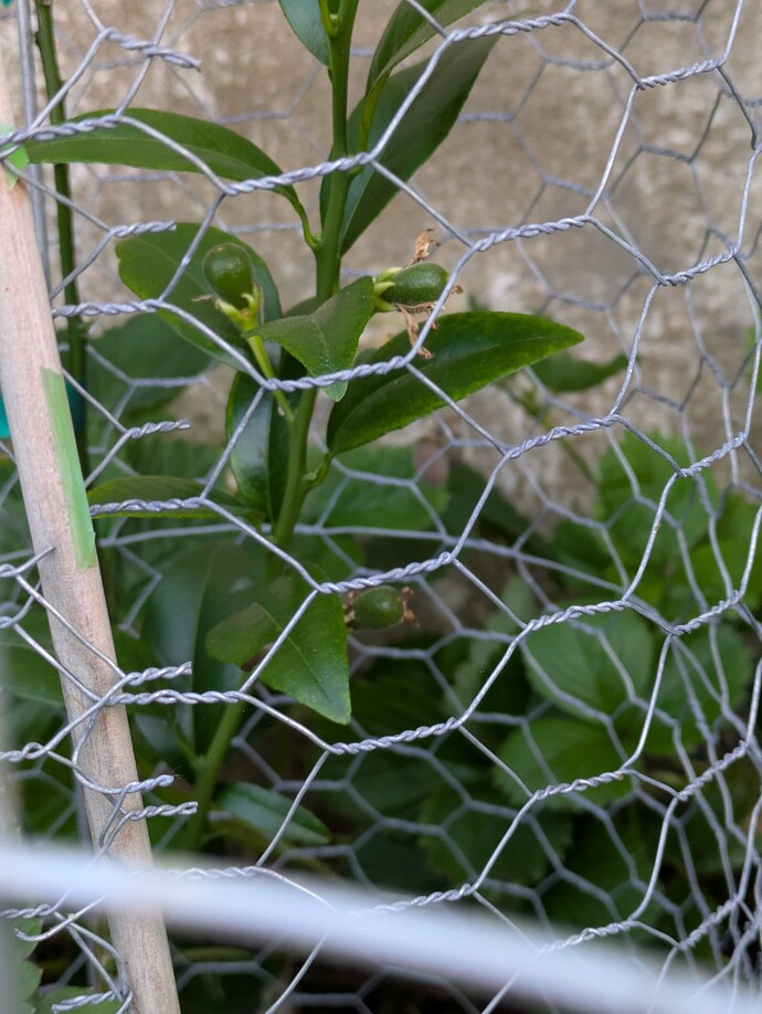 PXL_20250606_222326470.MP