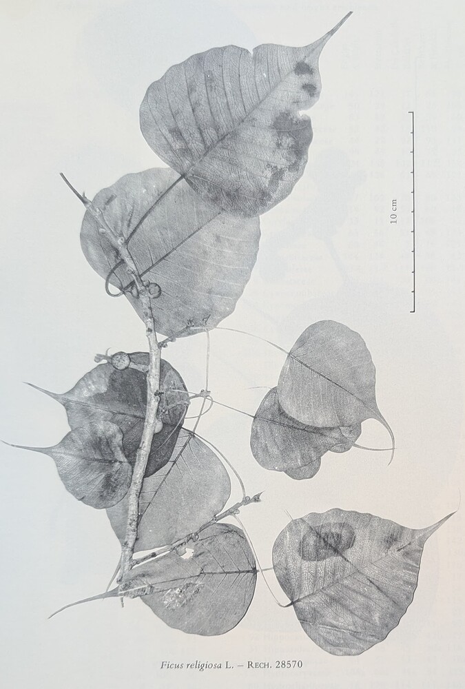 PXL_20250604_035206367